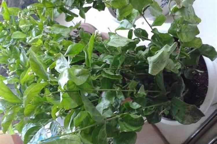 茉莉花喜肥吗 喜欢施什么肥料