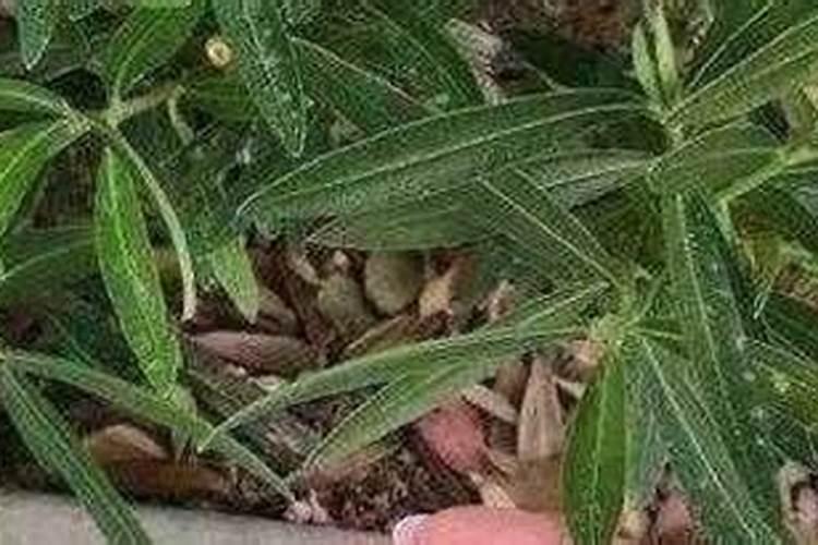 茉莉花喜肥吗喜欢施什么肥料