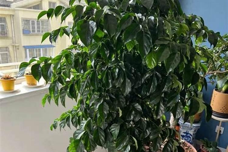 怎么让幸福树叶子油亮