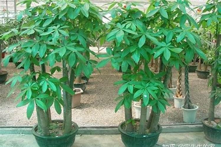 家里养什么植物风水好