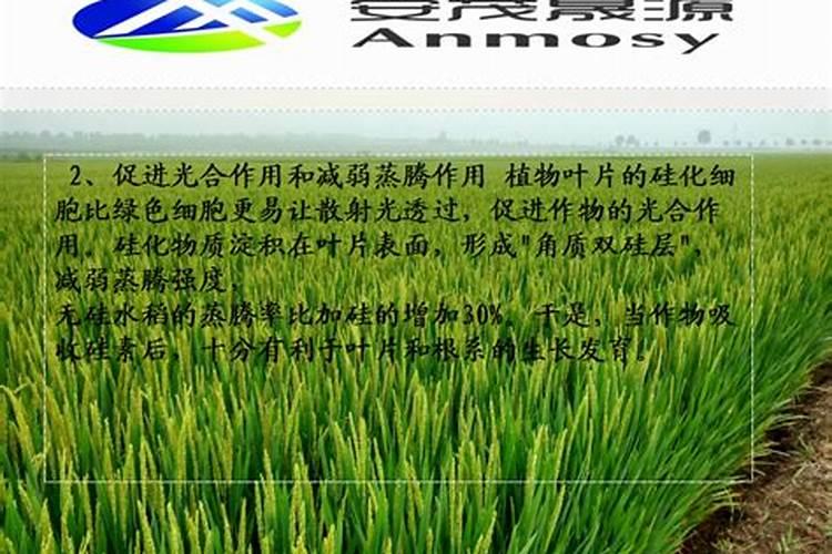 硅肥对水稻的主要作用