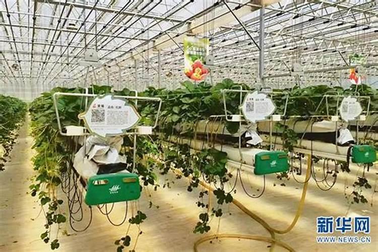 大量元素水溶肥哪个品牌好