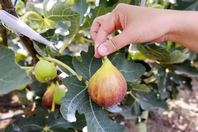 无花果用什么肥料