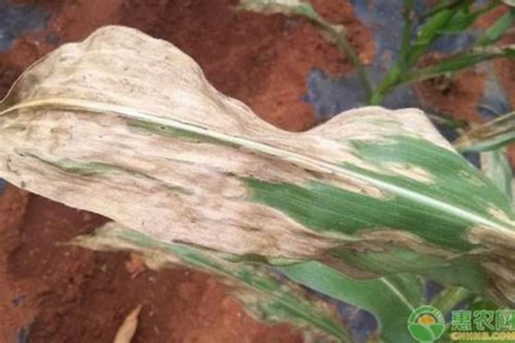 玉米得了叶斑病怎么办
