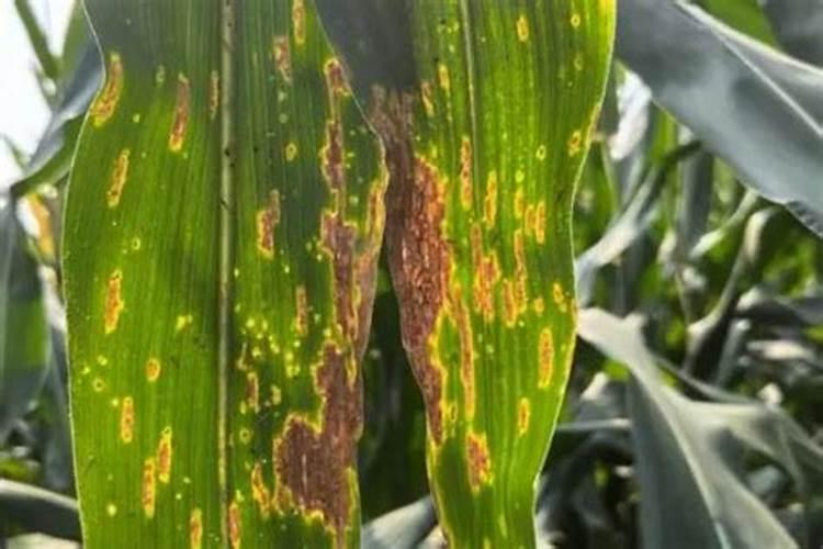 玉米大喇叭口一喷三防用什么药