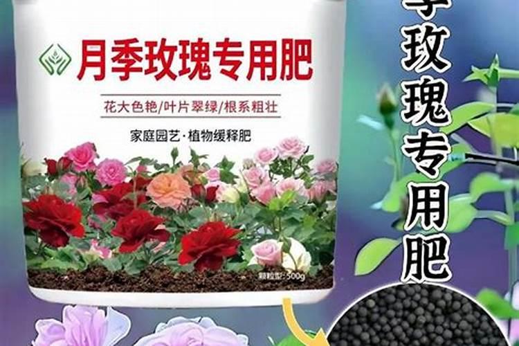 玫瑰怎么施肥,不同生长时期合理施肥花开满盆