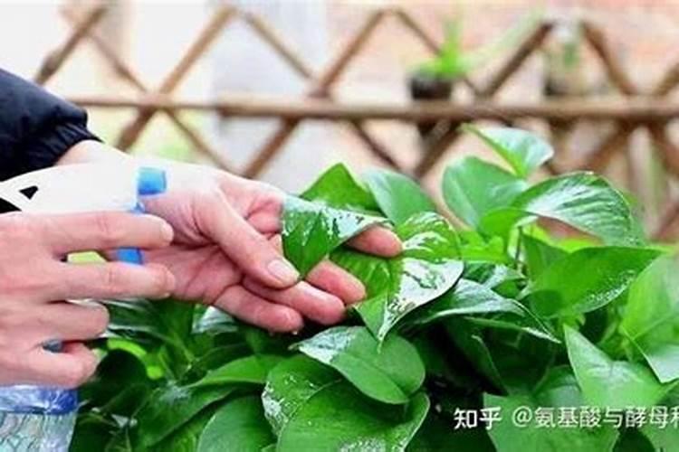 磷酸二氢钾做叶面肥过量怎么解救→？