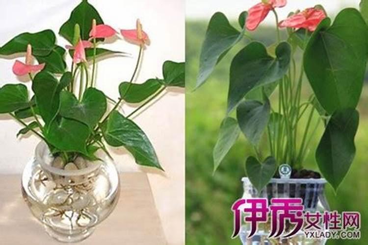 红掌用什么肥料最好