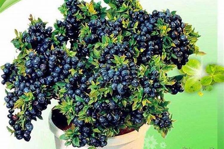 蓝莓换土时间和方法