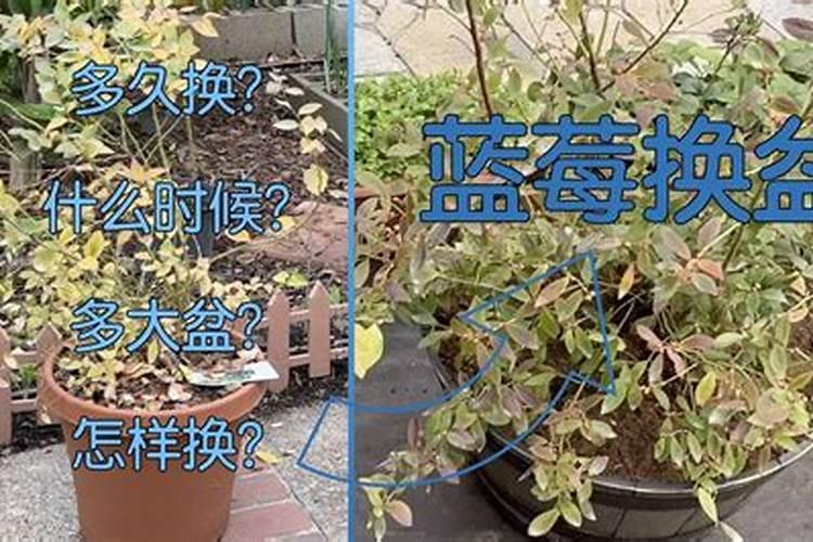 蓝莓换盆的正确方法
