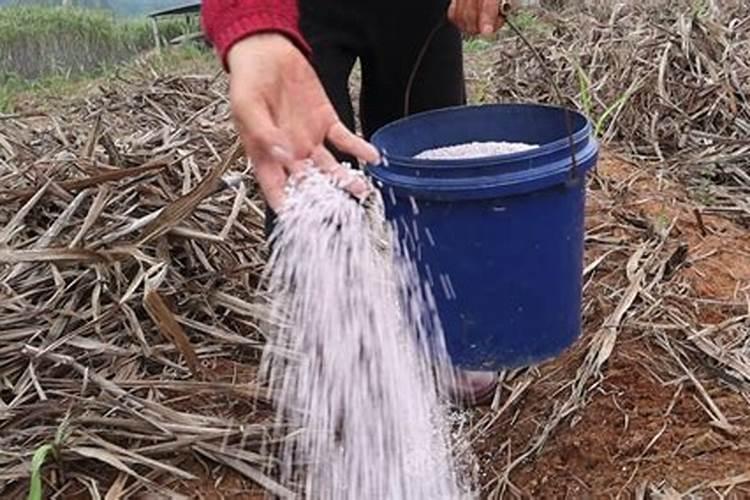 种植甘蔗用什么肥料最好
