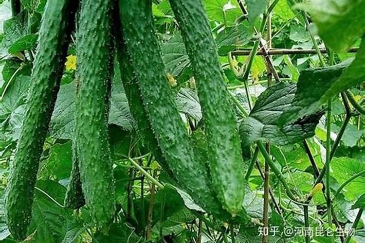 冬天可以种菜吗,冬天种菜注意事项