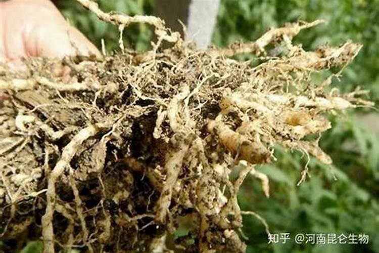 阳台上生长最快的蔬菜怎么种