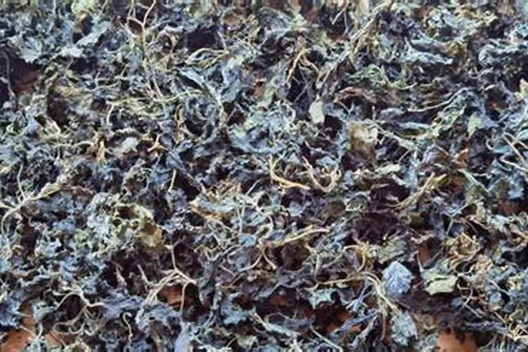 枯树叶烧成灰可以改善土壤吗