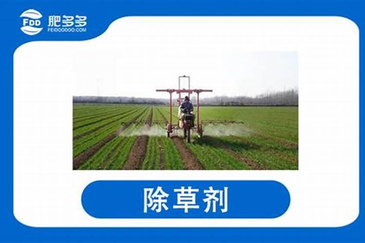 老农在除草时,为什么要往除草剂里添加尿素？