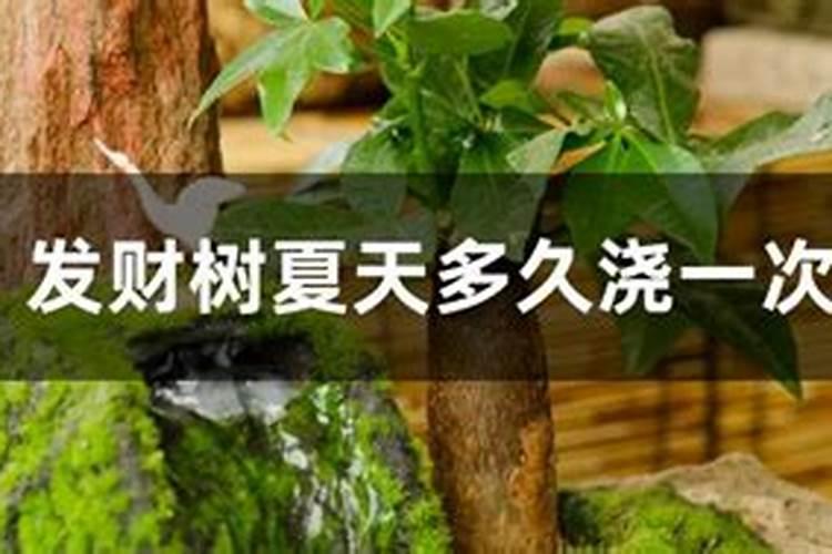 吸财树多久浇一次水