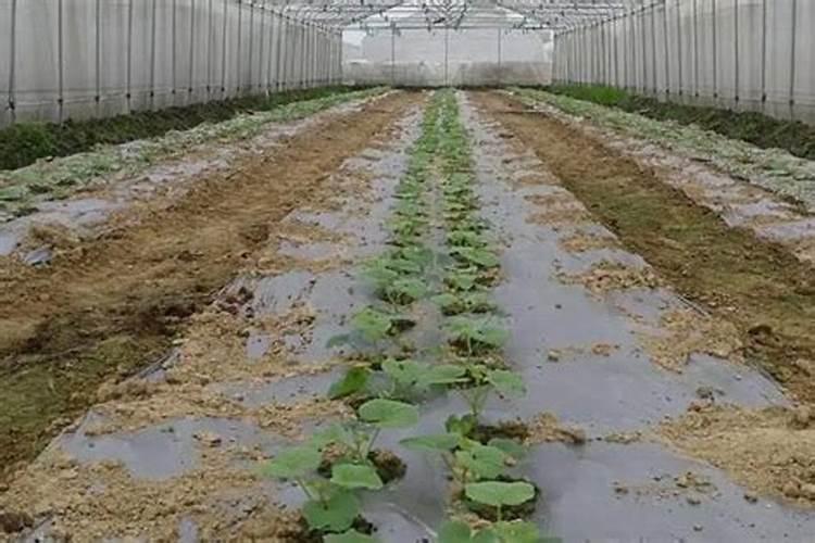 香瓜定植该施什么肥料