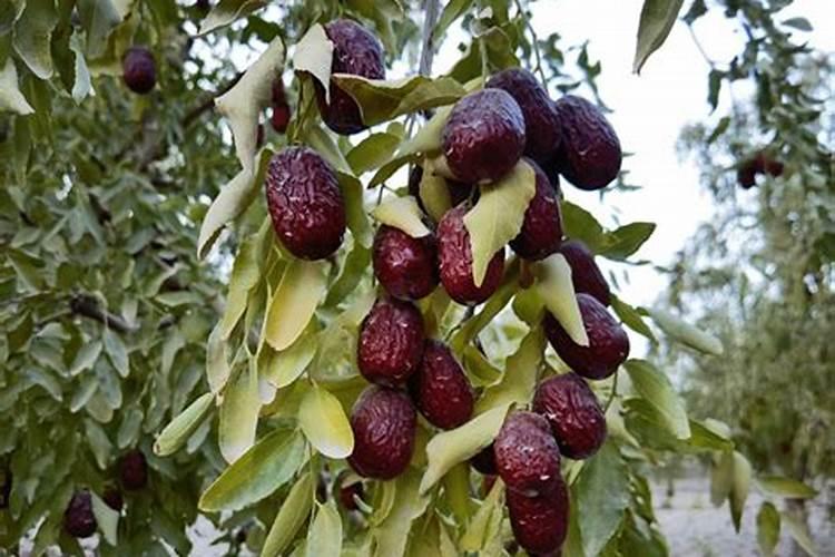 种植红枣的水肥管理技术有哪些 养殖方法总结