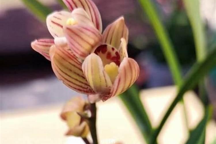 刚栽种好的蕙兰大将军花包需要喷水吗？