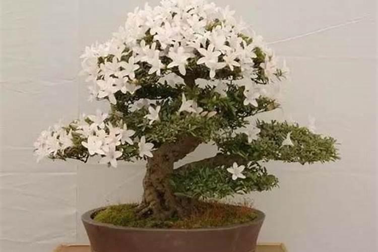 杜鹃花的养殖方法和注意事项 盆栽栀子花