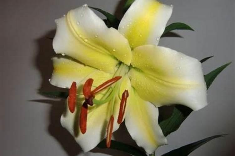 百合种球种植注意哪些