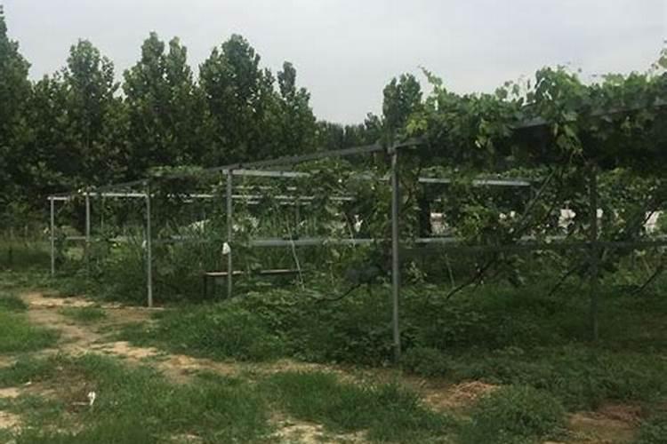 市场上有粉状富硒肥吗