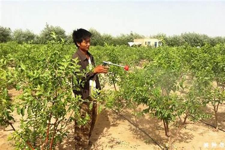 枣树一年中施几次肥