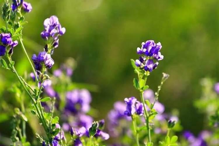内蒙古紫花苜蓿种植技术