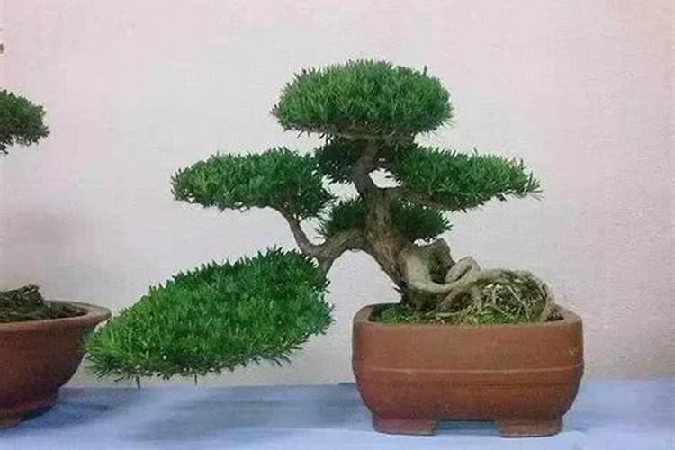 罗汉松专用肥四季桂能用吗