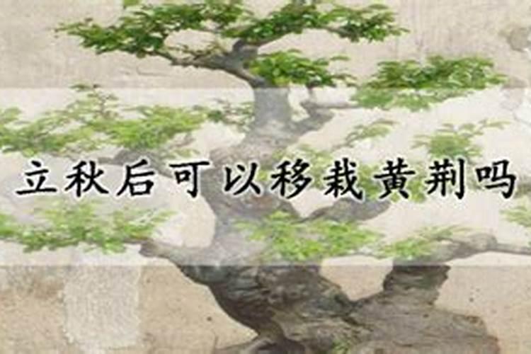 立秋如何给长寿花施肥能让长势快十倍