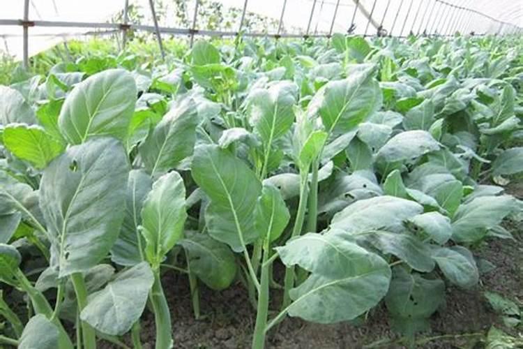 种菜施肥的正确方法