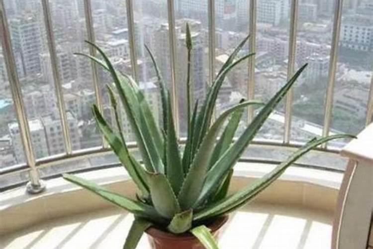 芦荟植物怎么养肥料(芦荟植物怎么养肥料？揭秘芦荟养护与施肥技巧...