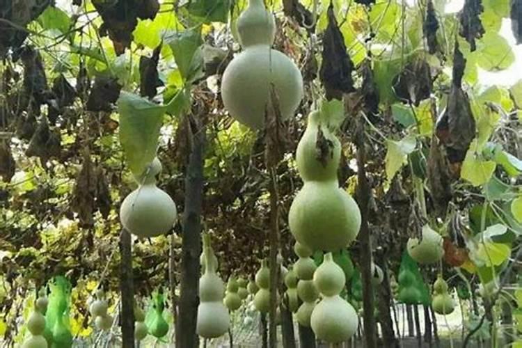 葫芦开雌花需要什么肥料？