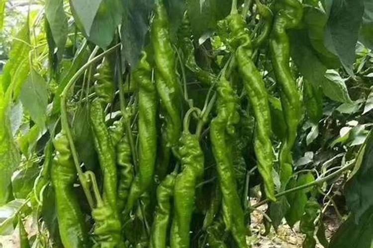 在辣椒种植过程中,怎么样施肥才能保证辣椒高产优质？