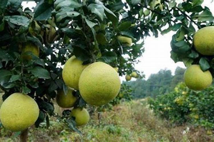 柚子树施肥时间和方法