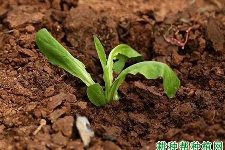 莴苣用什么肥料变高变粗 附莴苣的种植方法