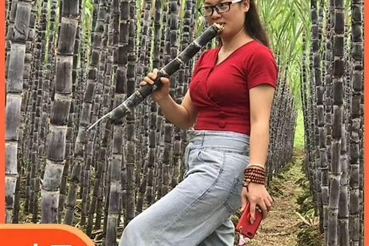甘蔗怎么种植