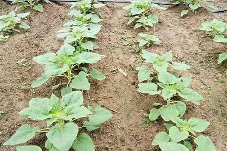 草莓花期可以滴灌美护磷钾吗？