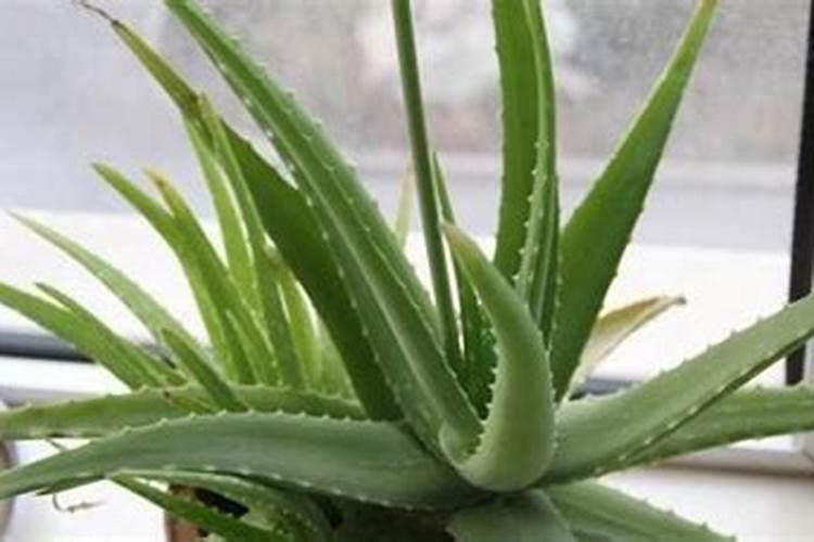 芦荟叶子怎样变厚实吗