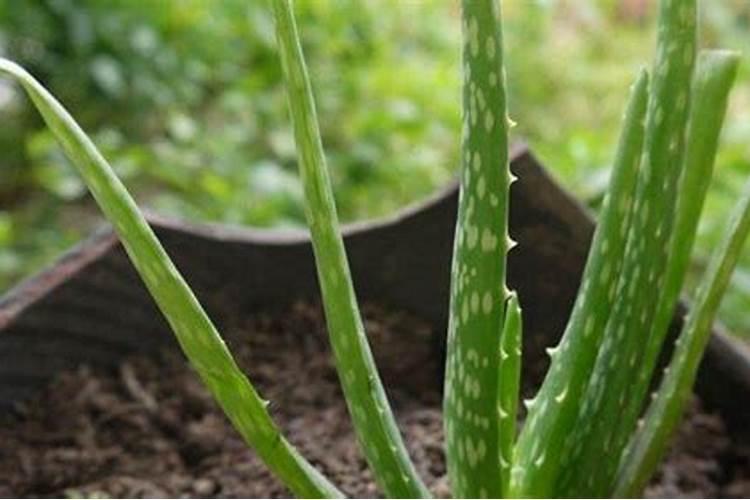 芦荟浇什么肥最好