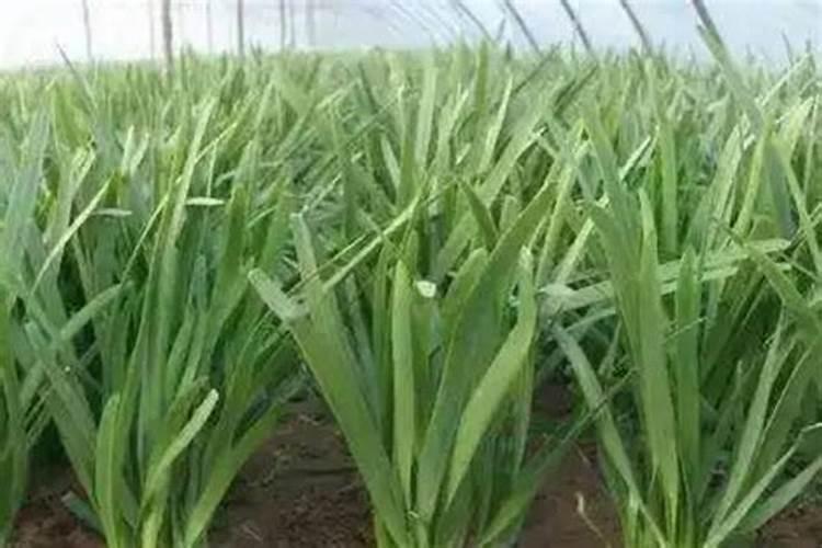 种植大棚韭菜需要高钾肥料吗