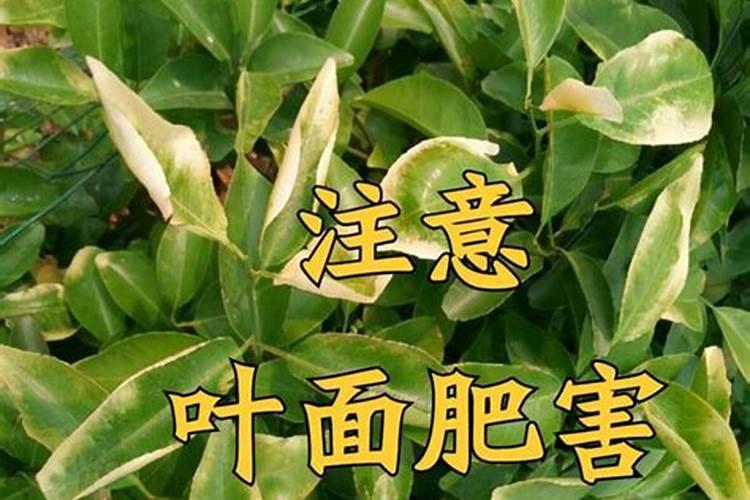 叶面肥是个好东西,怎样使用效果最好？