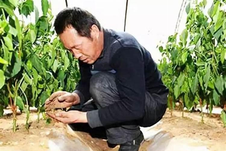 过量施肥会导致土地酸化吗