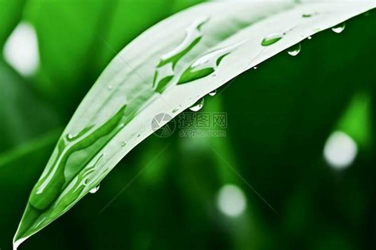 叶面肥打多久不怕下雨