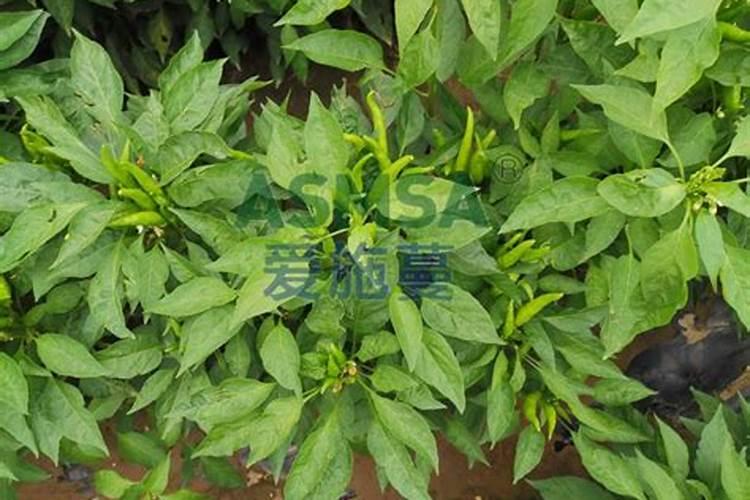 辣椒快速膨大用什么肥料,什么时候使用效果好