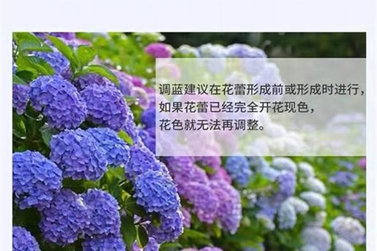 蔬菜叶面肥有哪些品种