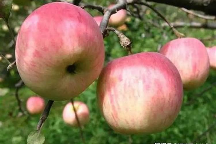 苹果树补钙的叶面肥有哪些苹果树叶面肥一年喷几次都喷什么肥