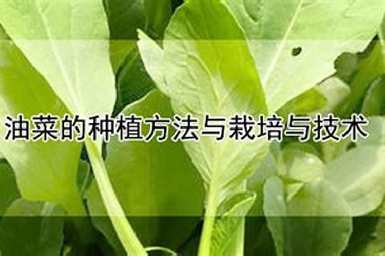 桃树硬核期施什么肥