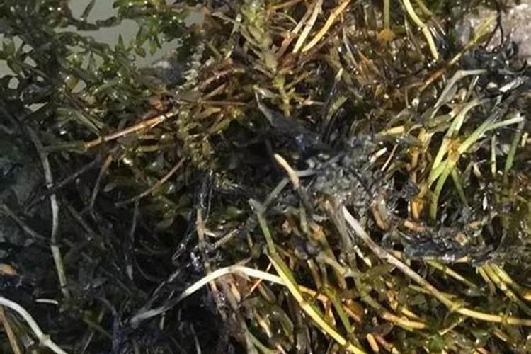 带有长青苔的水兑叶面肥行吗？