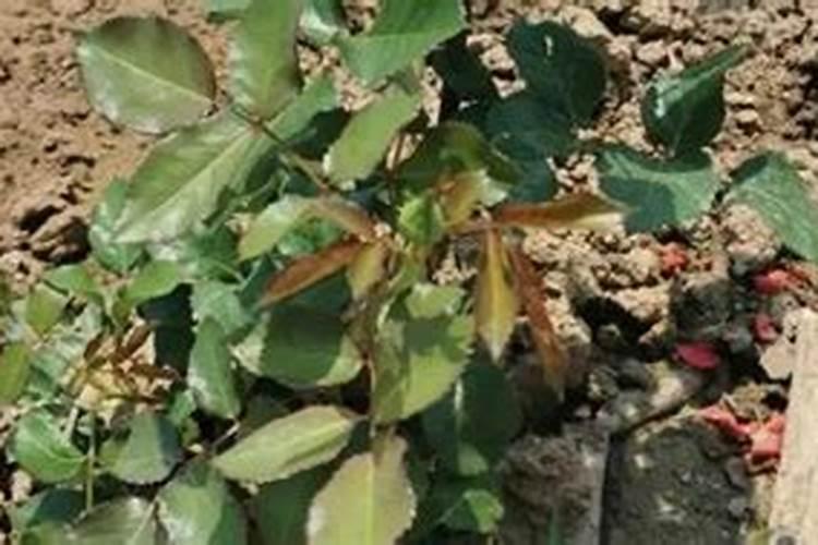 月季发芽的时候需要施肥吗？